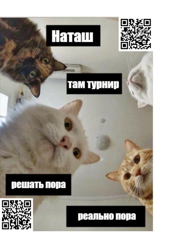 Create meme: Natasha get up, Natasha's cats, meme cats natasha