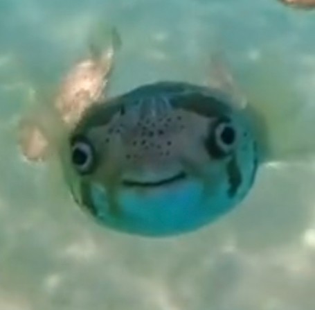 Create meme: fish hedgehog , fish , puffer fish 