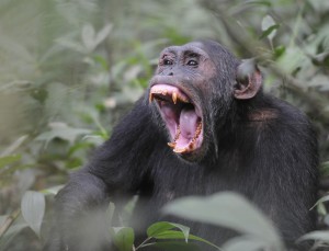 Create meme: teeth of a chimpanzee, the common chimpanzee, female chimpanzee