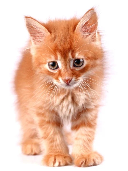 Create meme: kitten redhead, red kitten on a white background, The red kitten