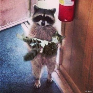 Create meme: raccoons, a raccoon with a cat on hands, raccoon carries cat