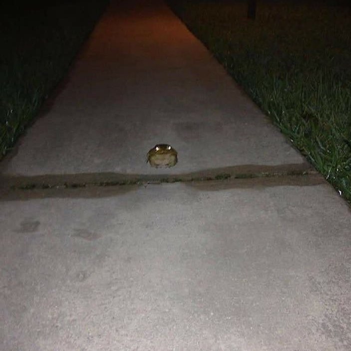 Create meme: There is no god beyond, there is only a frog, There is no god further toad, a frog