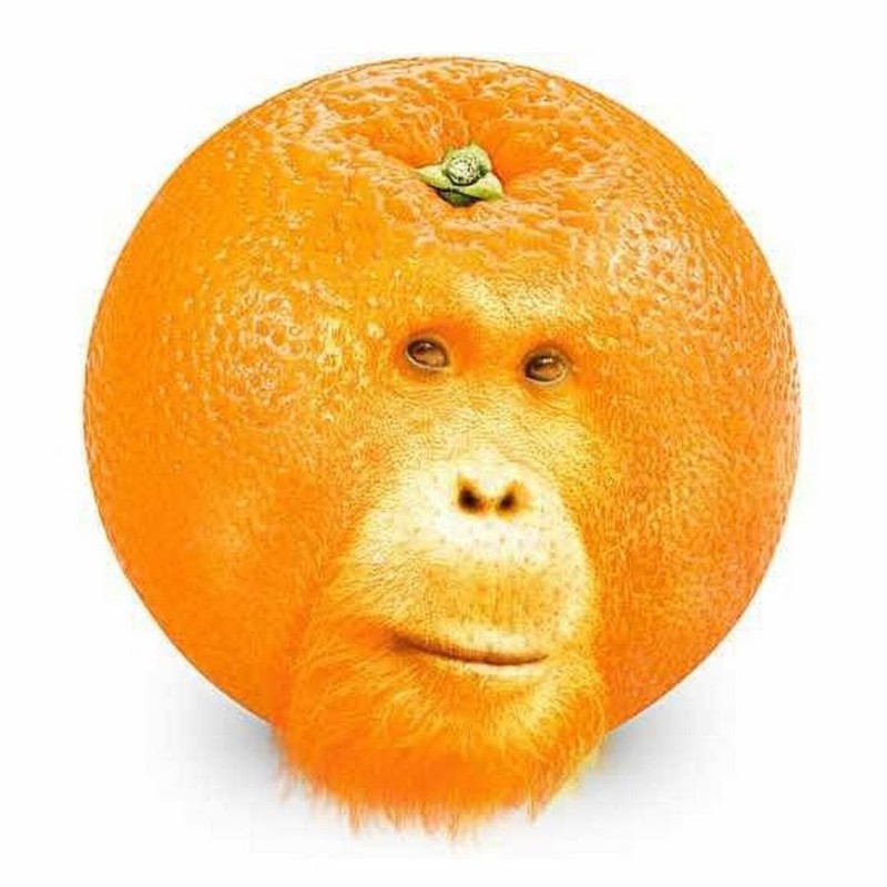 Create meme: monkey with orange, funny orange, orange 