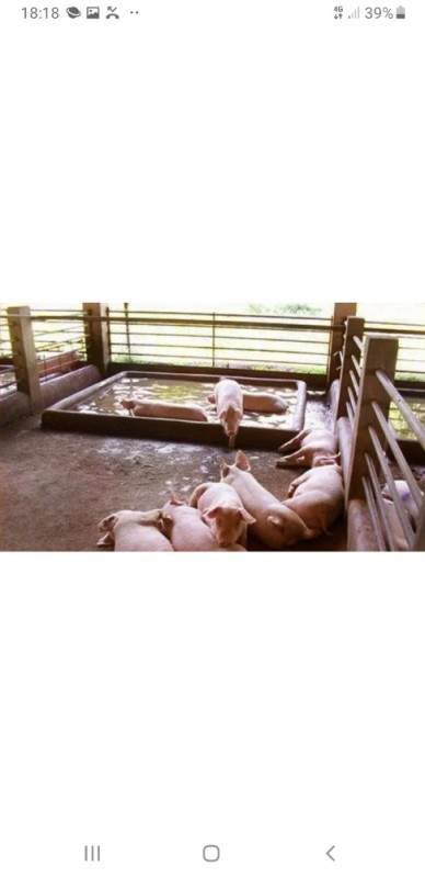 Create meme: corral in pig sheds, a place for pigs, pig farming in the village from scratch