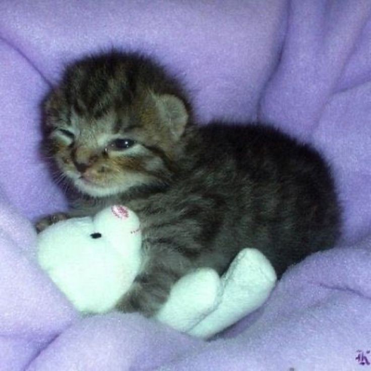 Create meme: newborn scottish fold kittens, little kittens are fluffy, lop-eared kitten