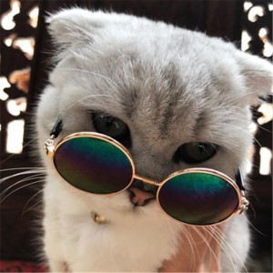 Создать мем: котики, прикол, очки кошки
