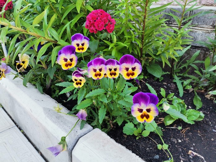 Create meme: viola Pansy , Pansy , stunted viola flowers