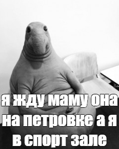 Создать мем: null