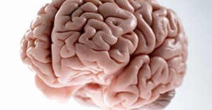 Create meme: brain gyrus, a healthy brain, the human brain