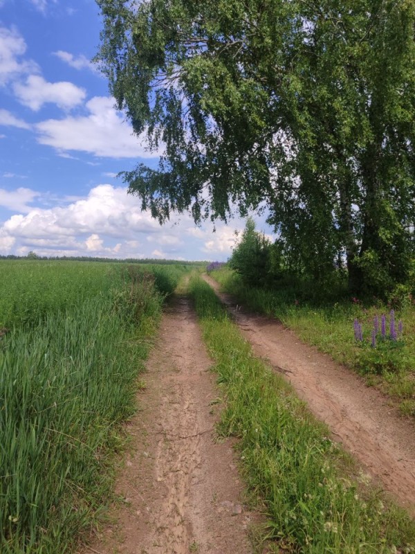 Создать мем: роща березовая, лесная дорога, поле дорога