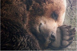 Создать мем: медведь в спячке, бурый медведь зимняя спячка, бурый медведь впадают в спячку зимой