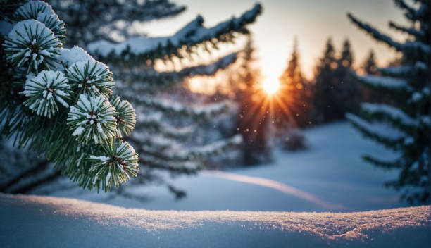 Create meme: winter forest, winter landscapes, a fir tree in the snow