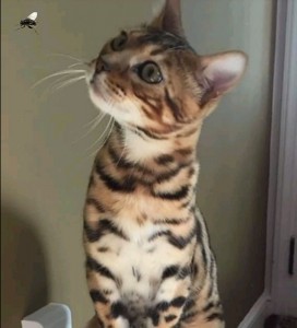 Create meme: Bengal kittens, Bengal cat