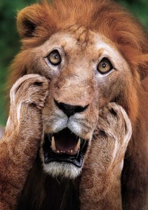 Create meme: Leo, African lion portrait, lion face