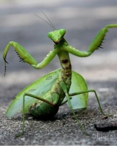 Create meme: mantis