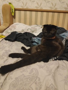 Создать мем: смешанные котята папа британец кошка чёрная, пропал кот, шоколадный вислоухий кот фото