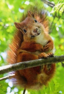 Create meme: protein Vaxjo, protein, red squirrel