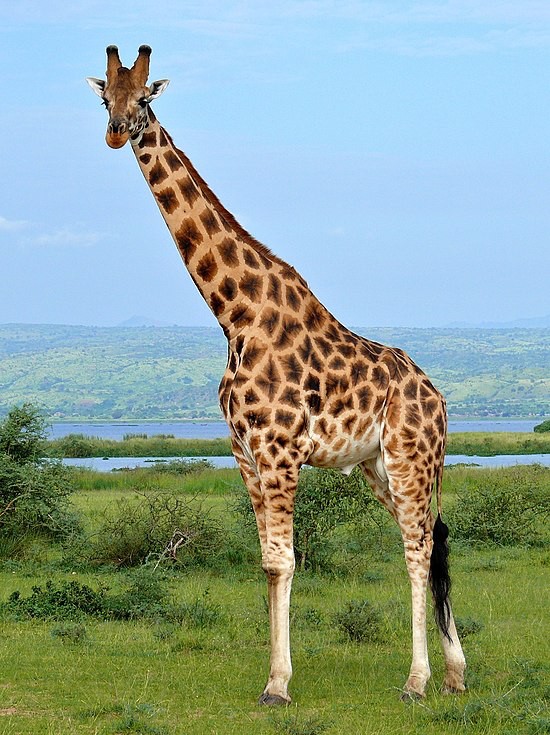 Create meme: giraffe , giraffe , africa giraffe