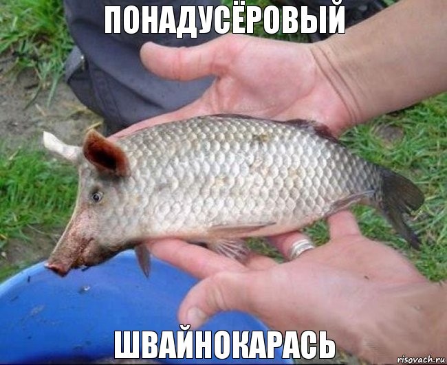 Create meme: fish carp , mutant fish in the Moscow River, piggy bank