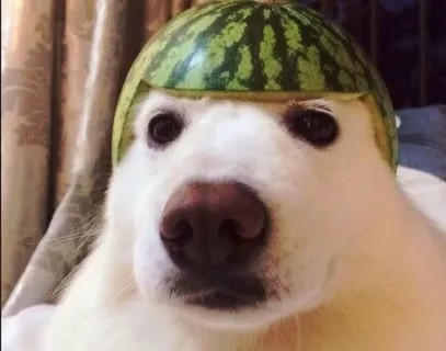 Create meme: a dog in a watermelon helmet, dog with watermelon, a dog with a watermelon on its head