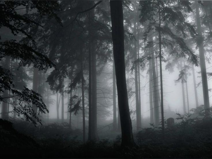 Create meme: mystical forest, pine trees in the fog, forest 