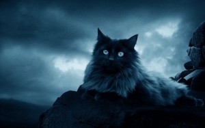 Create meme: black cat, black cat mystic story, ⎛⎝mr black cat⎠⎞