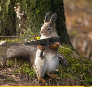 Create meme: squirrel in the Park, for all can't be fluffy rastaschat collars, animals