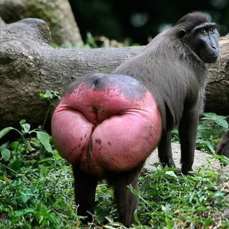 Create meme: The ass of the monkeys, monkey with red ass, monkey with a red booty