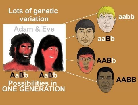 Create meme: inheritance of skin color in humans, genotype and phenotype, genetic variation