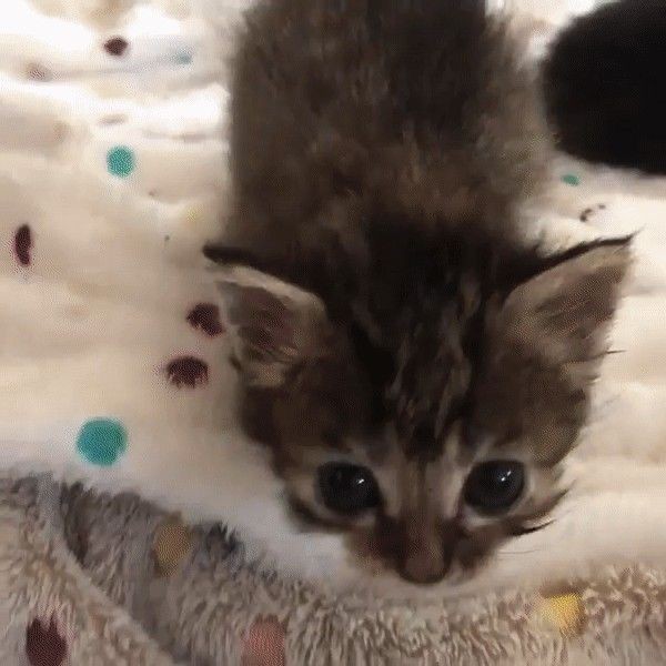 Create meme: kitties , the kitten is homemade, adorable kittens