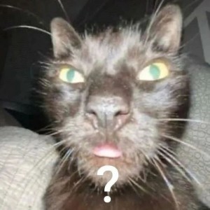 Create meme: the cat is evil, animals funny, crazy cat