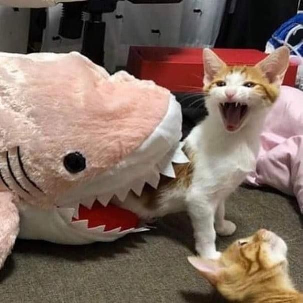 Создать мем: кот, ржака с котами, кот в костюме акулы