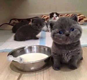Create meme: Scottish straight kitten, kittens, Scottish kittens