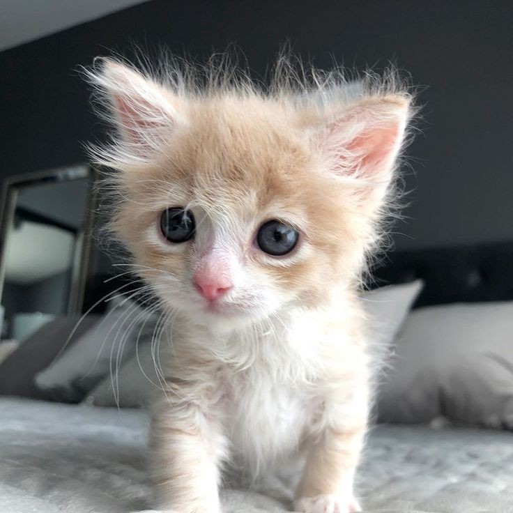 Create meme: cat nyashka, cute kittens the word cute kittens, adorable kittens