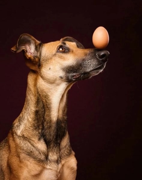 Создать мем: веселая собака, elke vogelsang собаки, собака