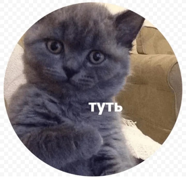 Создать мем: кот туть, котик туть мем, туть мем кот