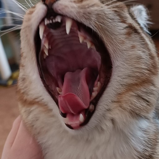 Создать мем: пасть кота, зубы, зубы у кошки