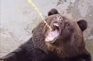 Create meme: hungry bear, bear bear, brown bear