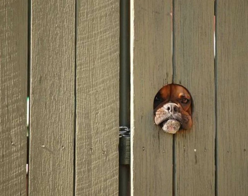 Create meme: funny animals , the dog looks out from around the corner, boxer dog