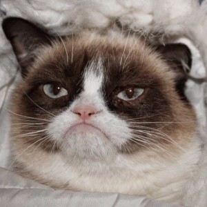 Create meme: grumpy, grumpy, grumpy cat