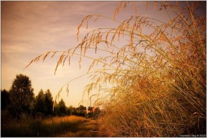 Create meme: feather fall, rye, wheat photo