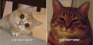 Создать мем: мем кот, кот, мемы с котами