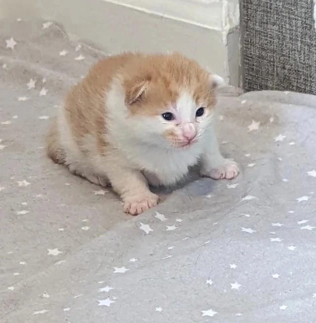 Create meme: mongrel red kittens, A red-haired newborn kitten, ginger kitten 1 month