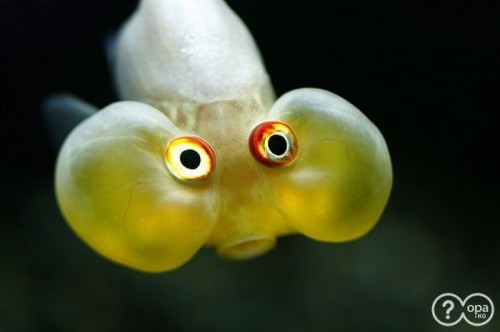 yellow blob fish