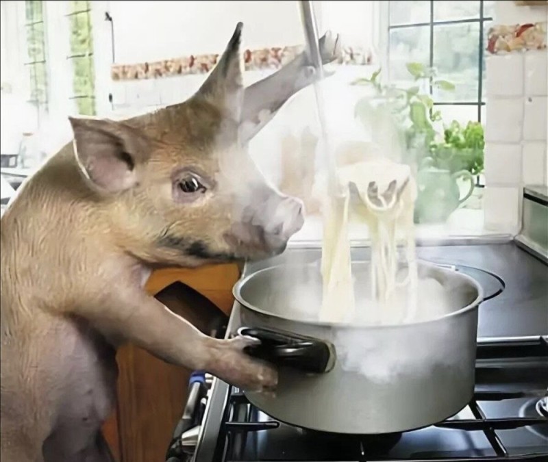 Create meme: The pig is cooking, food for pigs, for the pig