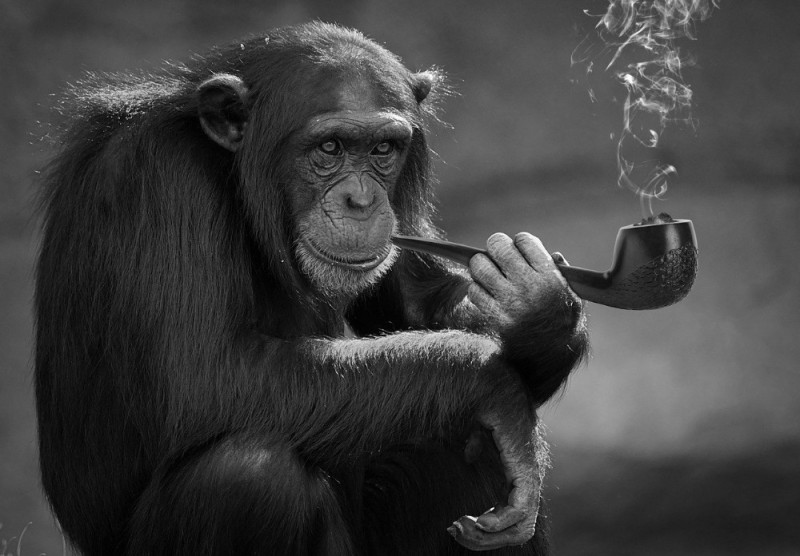 Create meme: chimpanzees , chimpanzee, Bonobo monkey