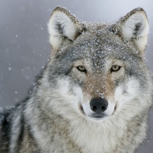 Create meme: the muzzle of a wolf, beautiful wolf, wolf