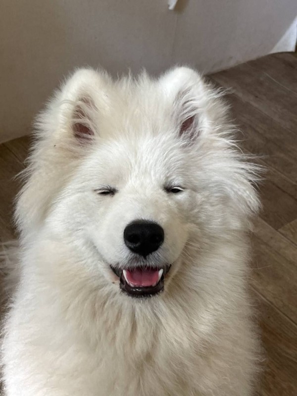 Create meme: dog Samoyed, Laika Samoyed, the Samoyed