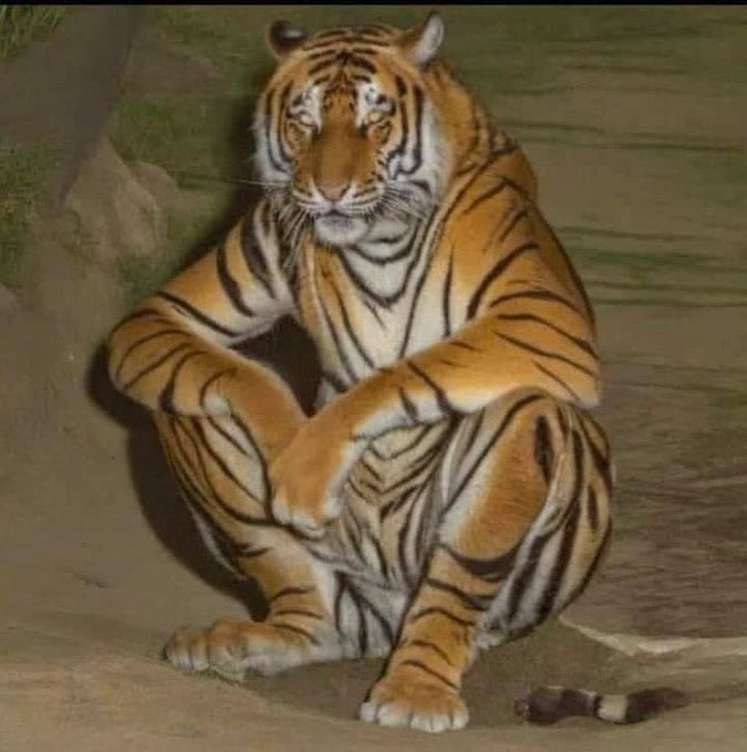 Create meme: tiger , striped tigers, tiger large