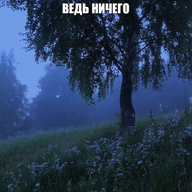 Create meme: landscapes forest, summer landscapes, evening nature